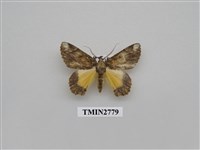 藏品(尺蛾349)的圖片